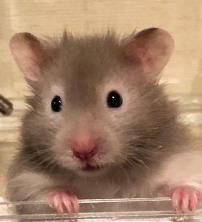 【スマリペット】です。よろしくお願いいたします。LINEやメールでお部屋キズ写真を送ってください。写真判断の概算見積りいたします。